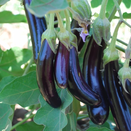AUBERGINE LITTLE FINGERS