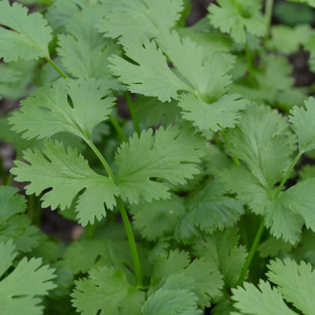 CORIANDER CRUISER
