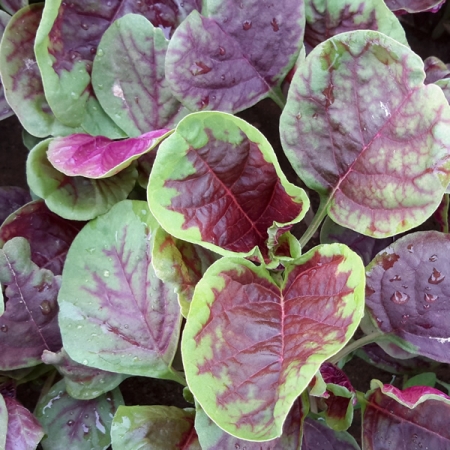 AMARANTH PASSION