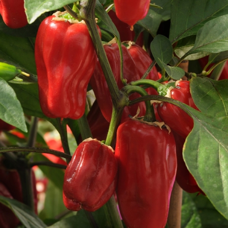 PEPPER SWEET HEAT