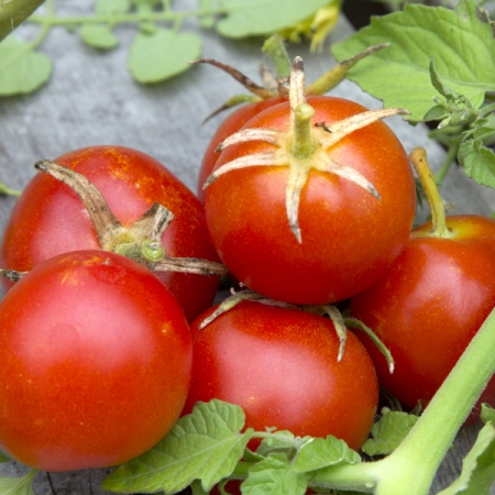 TOMATO SUB ARCTIC PLENTY