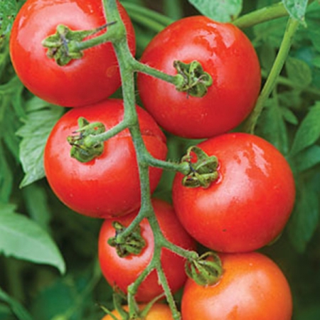 TOMATO MOUNTAIN MAGIC F1