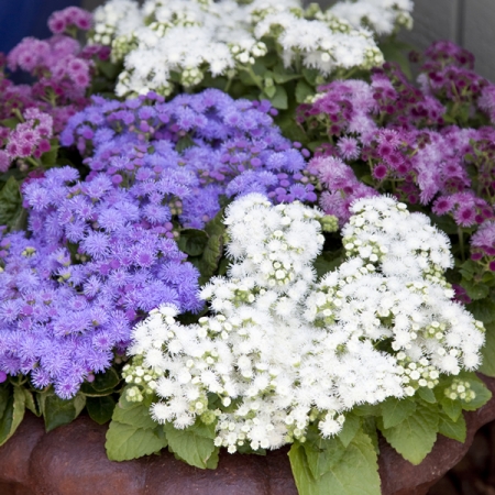 AGERATUM CLOUD NINE MIXED