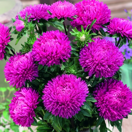 ASTER LADY CORAL DARK ROSE