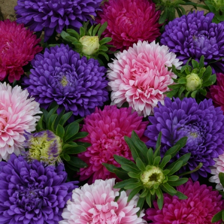 ASTER HARMONY MIXED