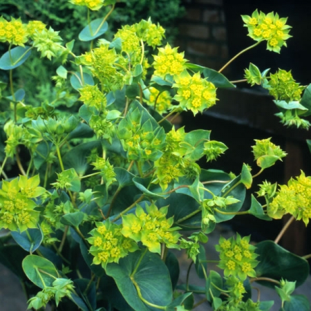 BUPLEURUM ROTUNDIFOLIA GARIBALDI