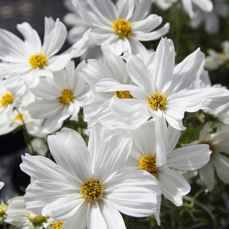 COSMOS APOLLO WHITE