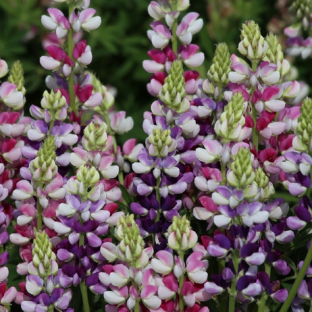 LUPIN AVALUNE BICOLOUR MIXED