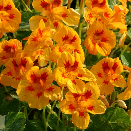 NASTURTIUM YELLOW TROIKA