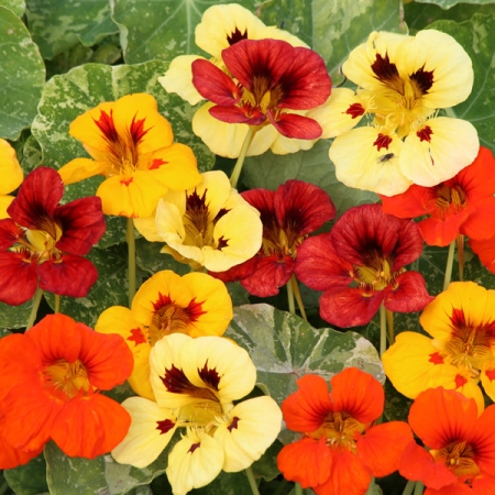 NASTURTIUM TROIKA MIXED