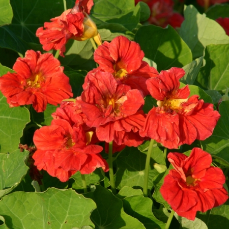 NASTURTIUM CHERRELLE