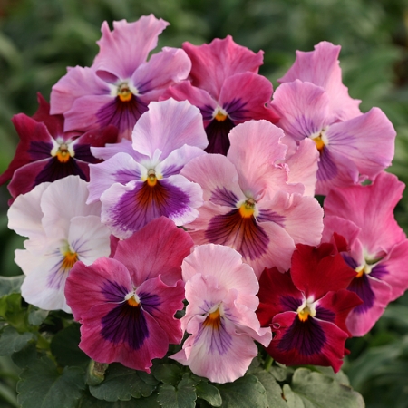 PANSY STRAWBERRY SUNDAE F1