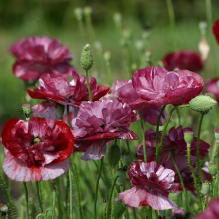 PAPAVER RHOEAS PANDORA