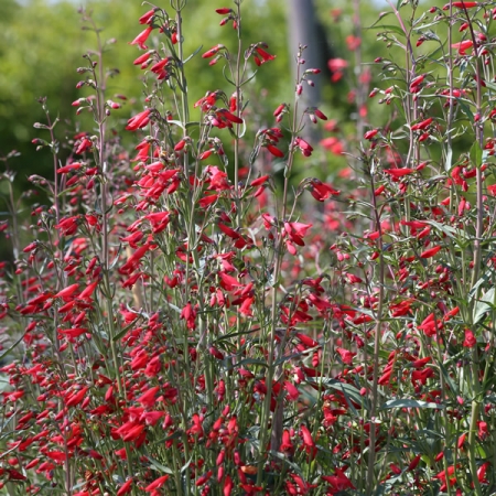 twizzle scarlet penstemon twizzle scarlet penstemon