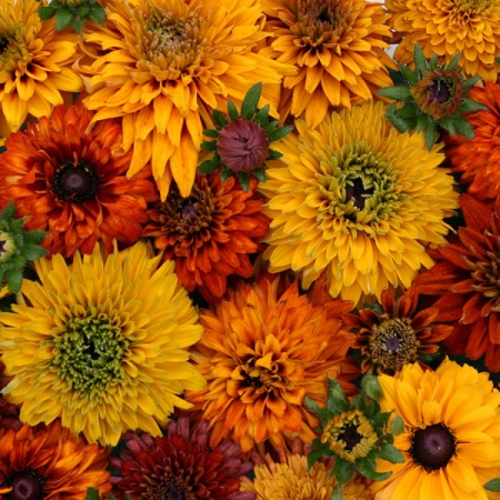 RUDBECKIA MOROCCAN SUN