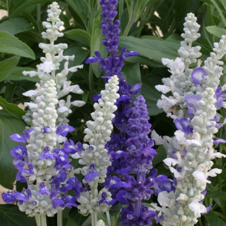 SALVIA FARINACEA SEASCAPE MIXED