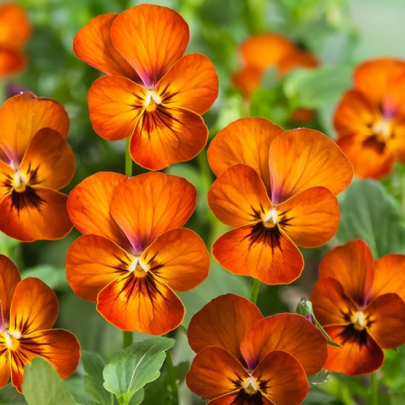 VIOLA CORINA TERRACOTTA F1