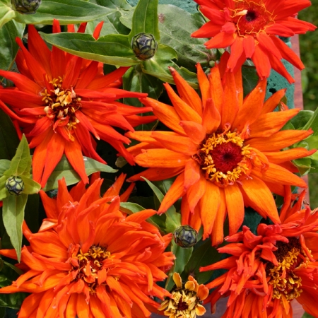 ZINNIA INCA