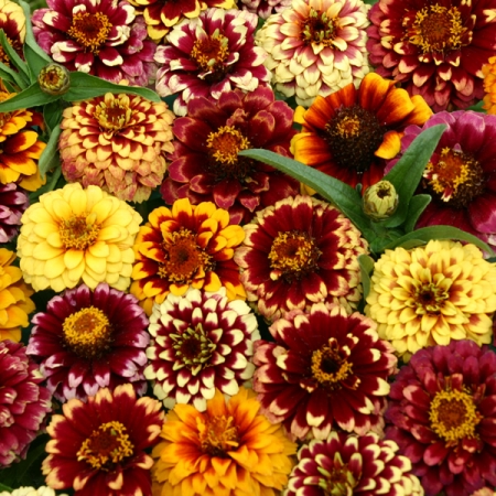 ZINNIA AZTEC SUNSET MIXED