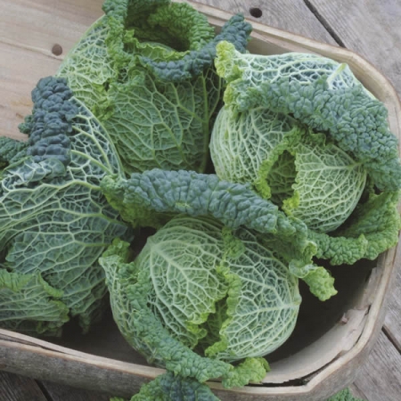 CABBAGE ALCOSA F1
