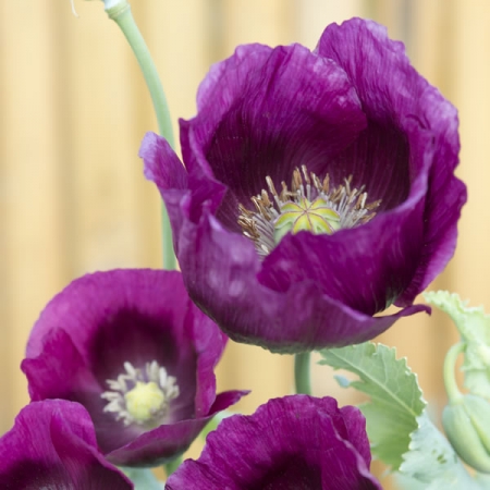 PAPAVER LAURENS GRAPE