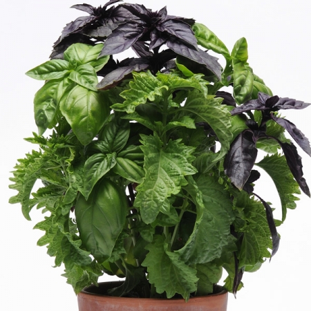 BASIL TRY ME