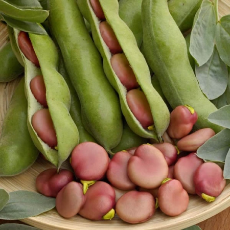 BROAD BEAN KARMAZYN