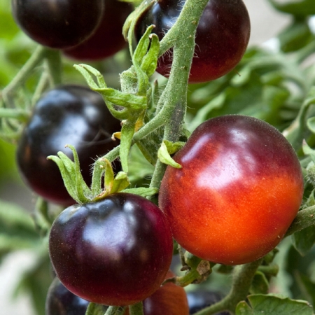 TOMATO INDIGO ROSE