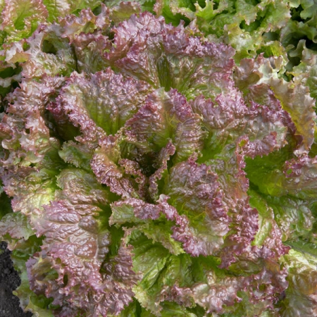 LETTUCE NEW RED FIRE