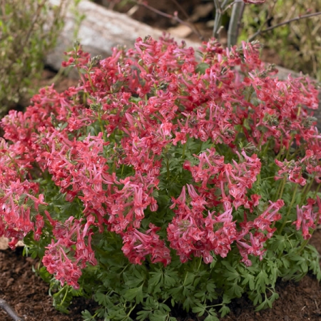 CORYDALIS SOLIDA G.P. BAKER