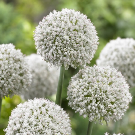 ALLIUM WALLICHII WHITE CLOUD