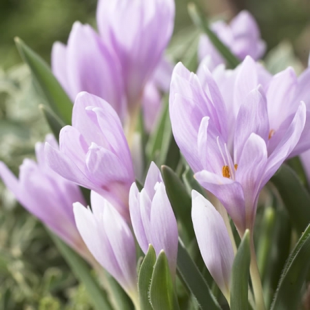 COLCHICUM HUNGARICUM