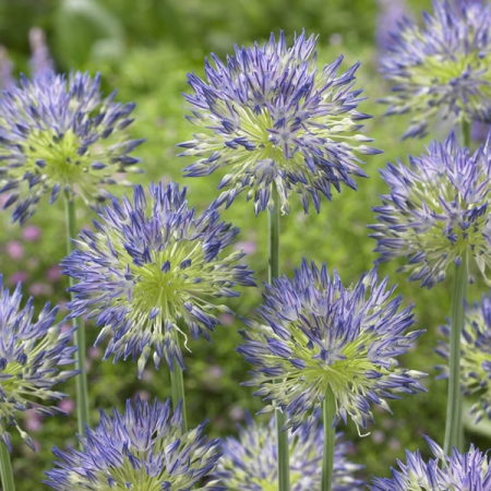 ALLIUM LITVINOVII