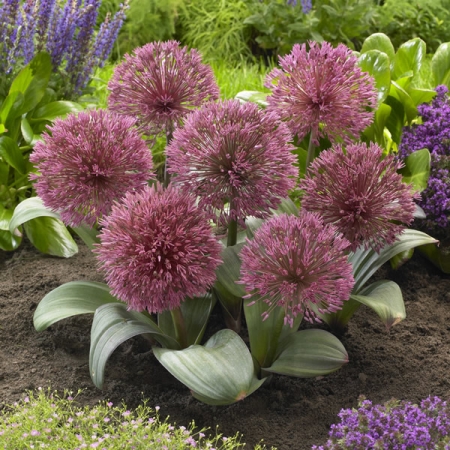 ALLIUM NEVSKIANUM