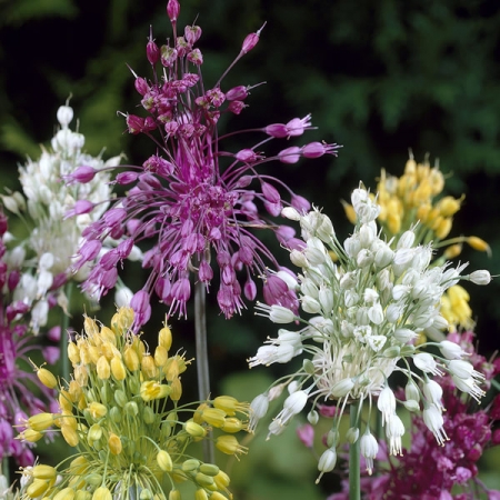 ALLIUM FIREWORKS MIXED