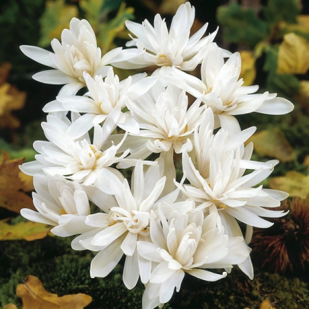 COLCHICUM AUTUMNALE ALBOPLENUM