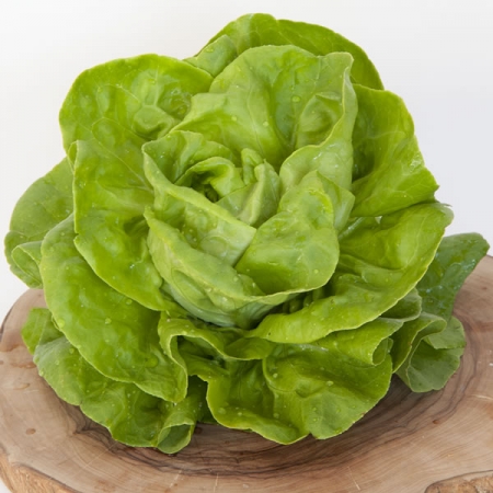 LETTUCE ANALENA