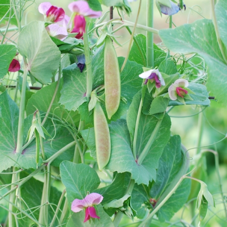 PEA SPRING BLUSH