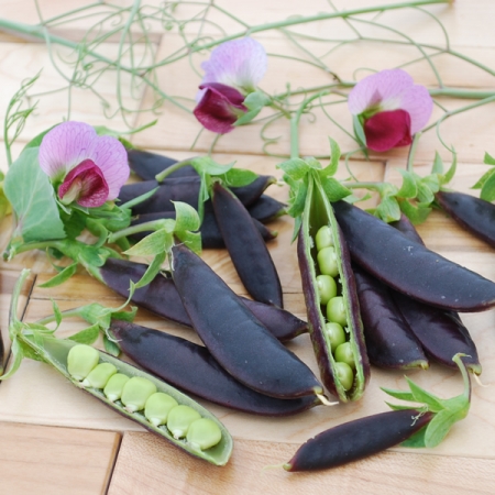 PEA SUGAR MAGNOLIA