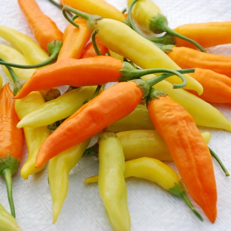 PEPPER HAVANA GOLD
