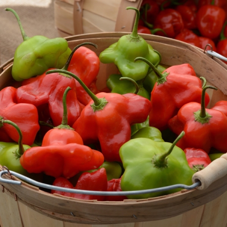 mad hatter pepper mad hatter pepper