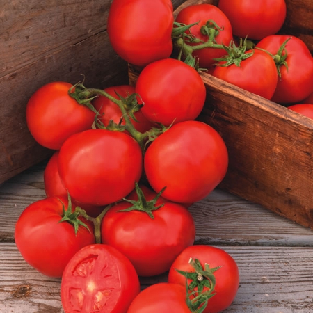 TOMATO OH HAPPY DAY