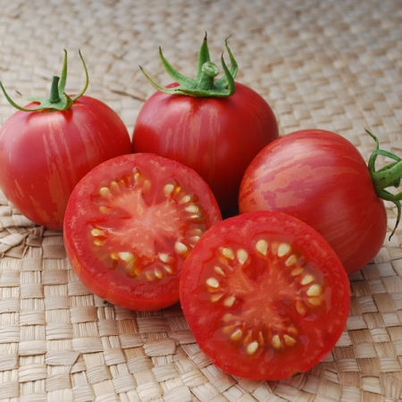 TOMATO VERNISSAGE PINK