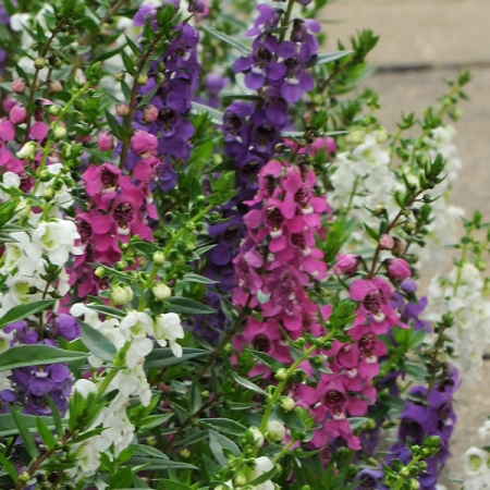 ANGELONIA SERENITA MIXED