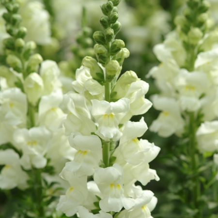 ANTIRRHINUM POTOMAC IVORY WHITE F1