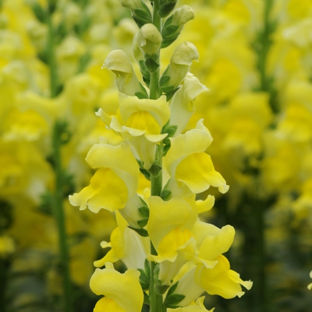 ANTIRRHINUM POTOMAC YELLOW F1