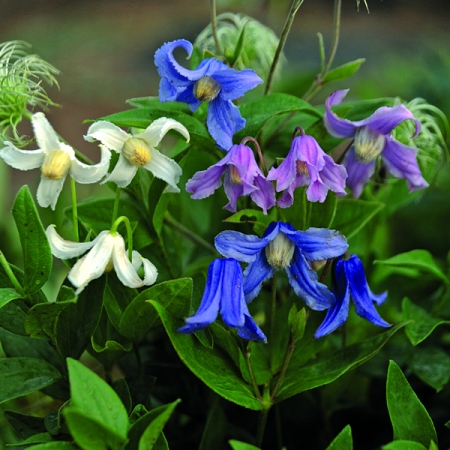 CLEMATIS INTEGRIFOLIA MONGOLIAN BELLS
