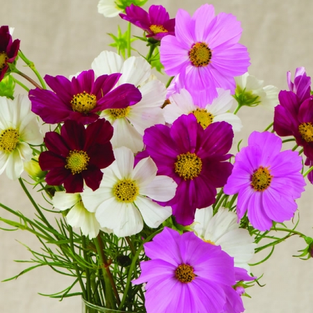 COSMOS BALLERINA MIXED
