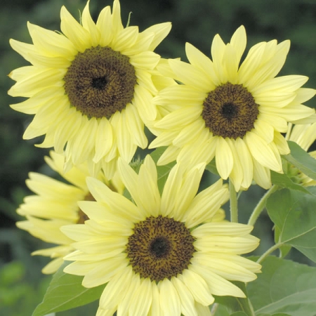 HELIANTHUS BUTTER CREAM