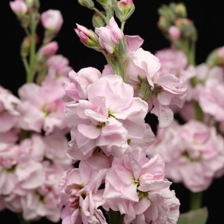 STOCKS CHERRY BLOSSOM PUNCH